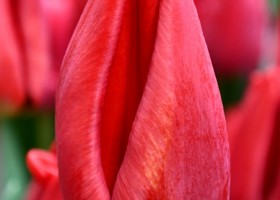 Tulipa Loveflight ® (4)